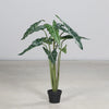 Alocasia in a black plastic pot, 120cm