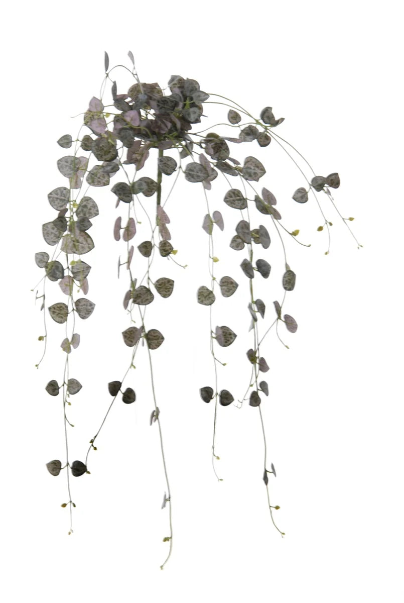 Ceropegia hanger