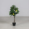 Citrus tree in pot with fruits, 90 cm