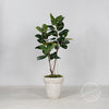 Ficus in zwarte kunststof pot, 155 cm | Zijden plant