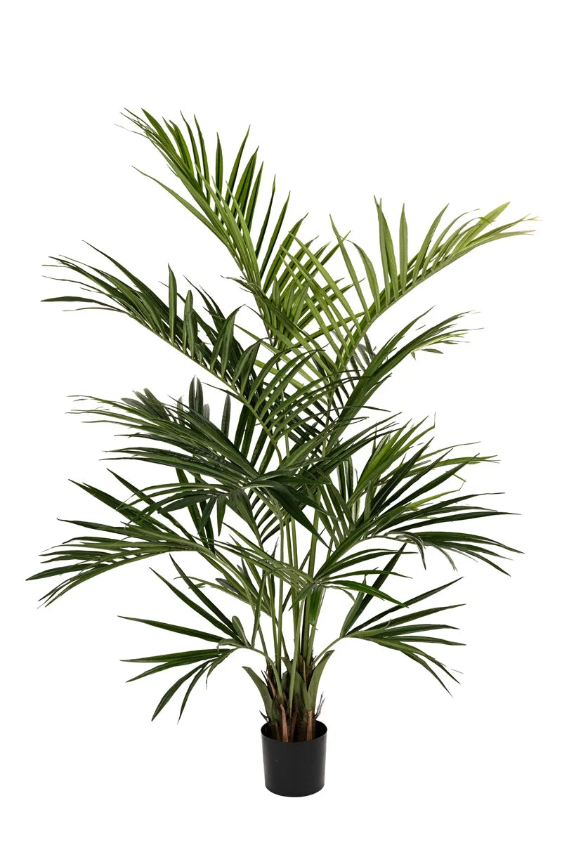 Kentia palm h210cm groen  | Grote Zijden plant