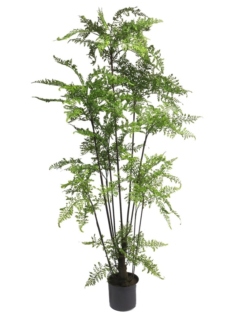 Leather fern tree in pot green 150cm